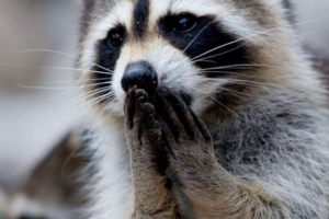 Kharkiv rakuns uče spermu